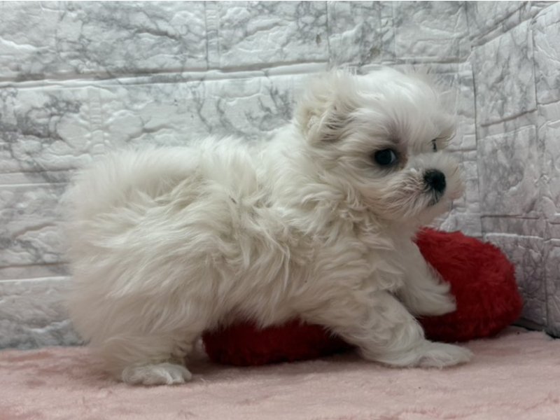 宮崎県のマルプー(マルチーズ×プードル) (ワンラブホームワイドプラス都城店(FC)/2025年12月27日生まれ/男の子/その他色)の子犬の3枚目の画像