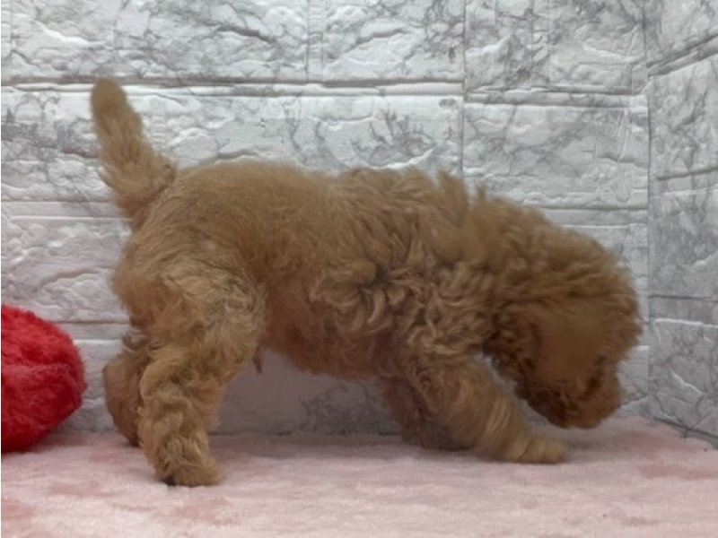 宮崎県のトイプードル(トイ) (ワンラブホームワイドプラス都城店(FC)/2026年1月22日生まれ/男の子/レッド)の子犬の3枚目の画像