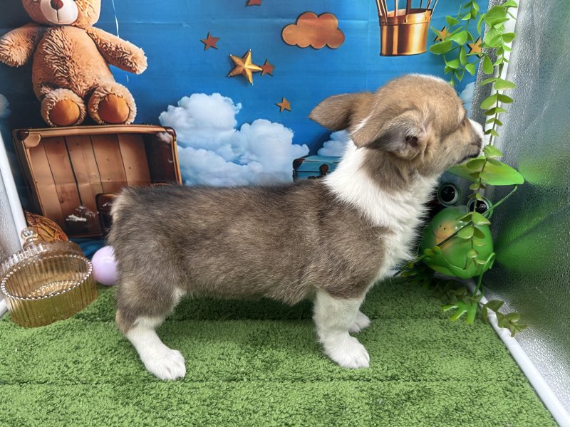 福岡県のウェルシュコーギーペンブローク (ワンラブﾎｰﾑﾜｲﾄﾞ ﾍﾟｯﾄ＆ｸﾞﾘｰﾝ和白店(FC)/2026年1月23日生まれ/男の子/レッドホワイト)の子犬の3枚目の画像