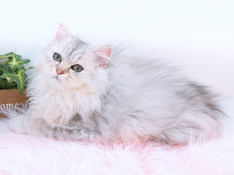 愛知県のペルシャ (ワンラブカインズ小牧店(FC)/2025年12月10日生まれ/男の子/チンチラシルバー)の子猫の3枚目の画像