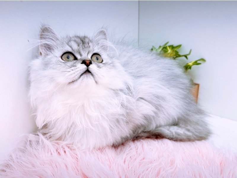 愛知県のペルシャ (ワンラブカインズ小牧店(FC)/2025年12月10日生まれ/男の子/チンチラシルバー)の子猫の3枚目の画像