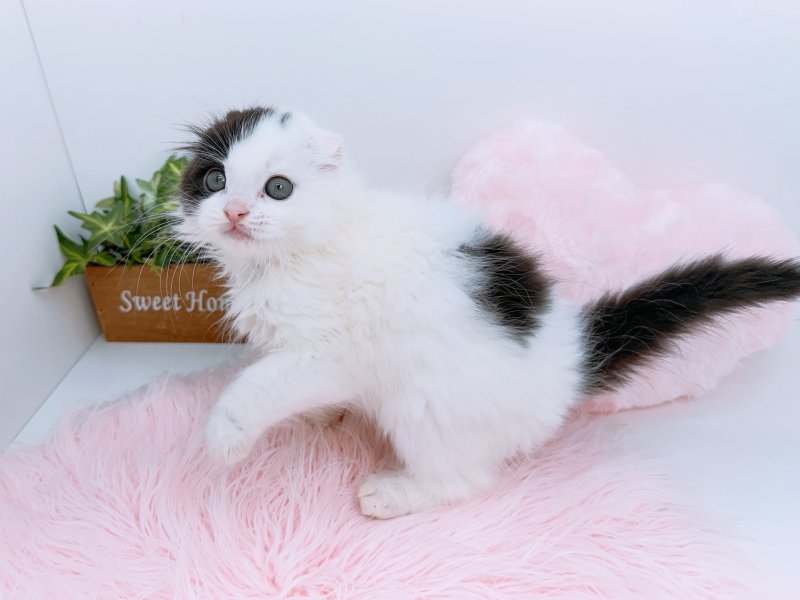 愛知県のスコティッシュフォールド (ワンラブカインズ小牧店(FC)/2026年2月1日生まれ/男の子/ブラックホワイトバン)の子猫の3枚目の画像