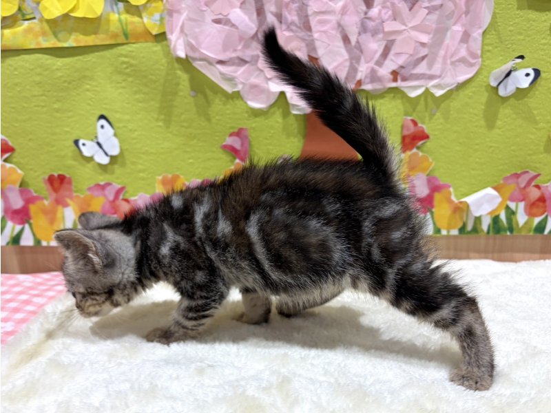 福島県のアメリカンショートヘアー (ワンラブカインズ会津若松店(FC)/2026年1月31日生まれ/女の子/シルバーパッチドタビー)の子猫の3枚目の画像