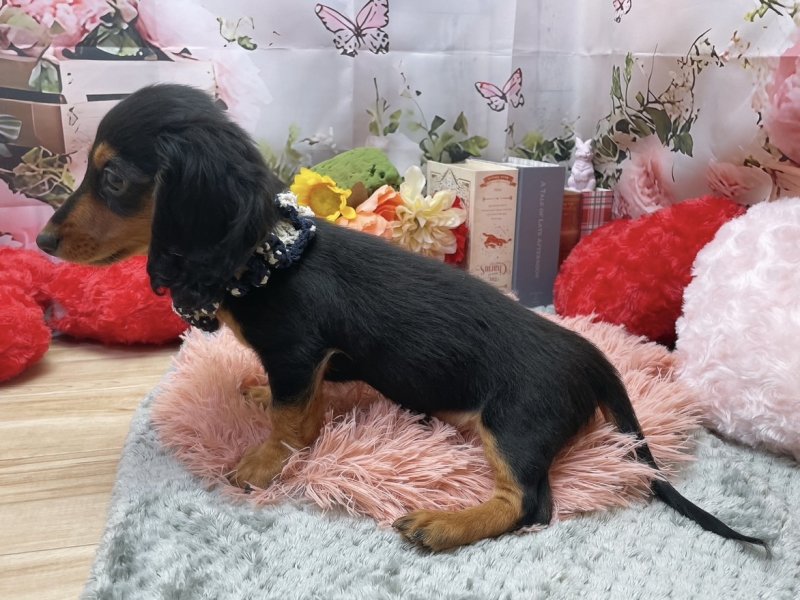 岐阜県のカニンヘンダックスフンド(ロング) (ワンラブペッツビレッジ アピタ北方店(FC)/2026年1月14日生まれ/男の子/ブラックタン)の子犬の3枚目の画像