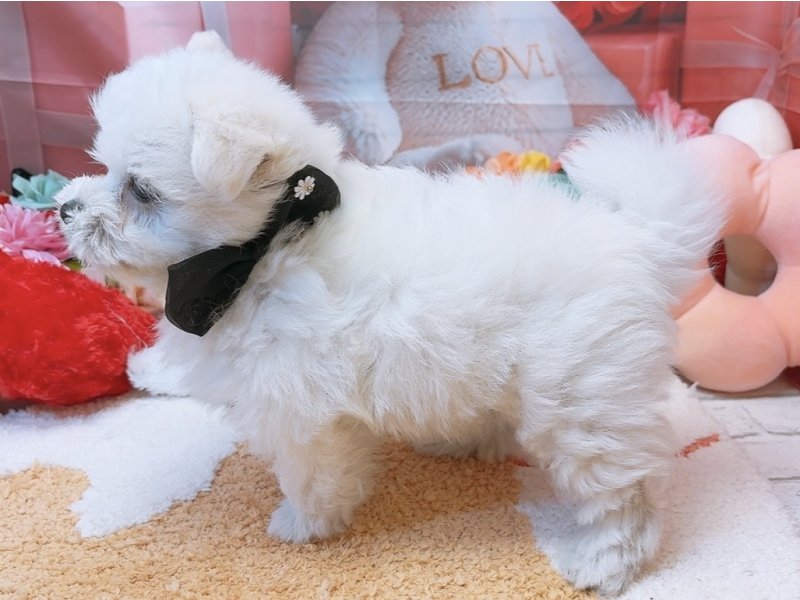 沖縄県のハーフ犬・ミックス犬 (ワンラブMEGAドン・キホーテ宜野湾店(FC)/2026年1月23日生まれ/男の子/ホワイト)の子犬の3枚目の画像