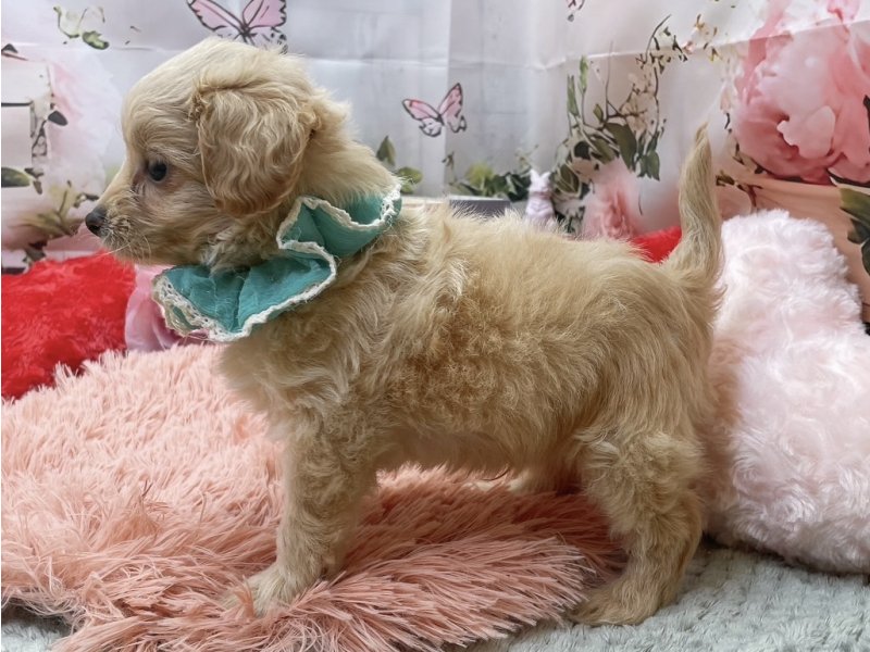 岐阜県のチワプー/プーチー(チワワ×プードル) (ワンラブペッツビレッジ アピタ北方店(FC)/2026年1月31日生まれ/男の子/クリーム)の子犬の3枚目の画像