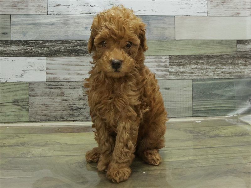 愛知県のトイプードル(トイ) (ワンラブ名古屋守山インター総本店/2026年2月3日生まれ/男の子/レッド)の子犬の3枚目の画像