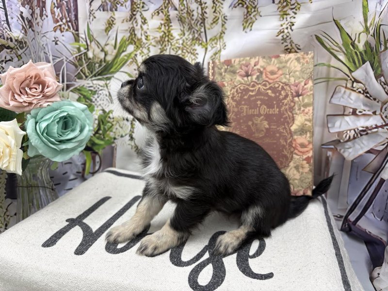 群馬県のチワワ(ロング) (ワンラブカインズ前橋小島田店(FC)/2026年1月30日生まれ/女の子/ブラックタン)の子犬の3枚目の画像