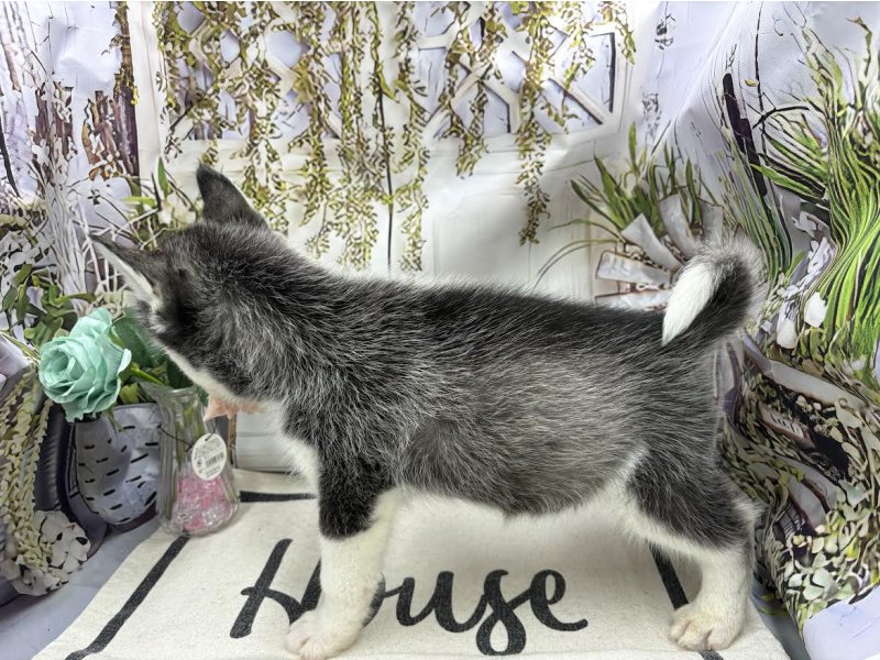 群馬県のシベリアンハスキー (ワンラブカインズ前橋小島田店(FC)/2026年1月31日生まれ/男の子/ブラックホワイト)の子犬の3枚目の画像