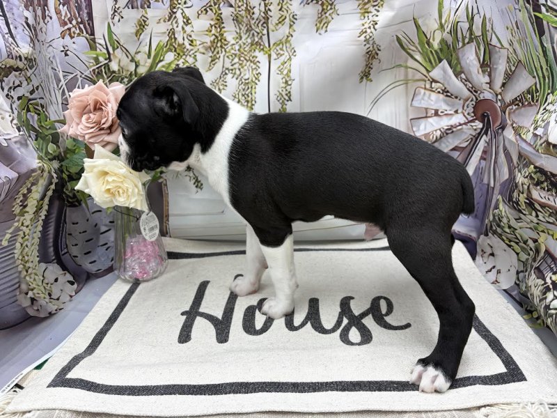 群馬県のボストンテリア (ワンラブカインズ前橋小島田店(FC)/2026年1月31日生まれ/男の子/ボストンカラー)の子犬の3枚目の画像