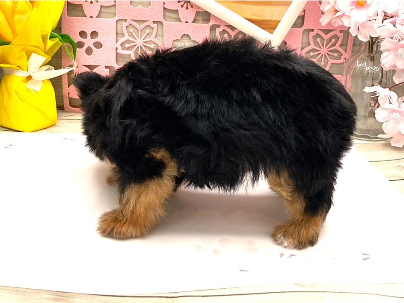 京都府のヨークシャーテリア (ワンラブカインズ木津川店(FC)/2026年2月1日生まれ/男の子/スチールブルータン)の子犬の3枚目の画像