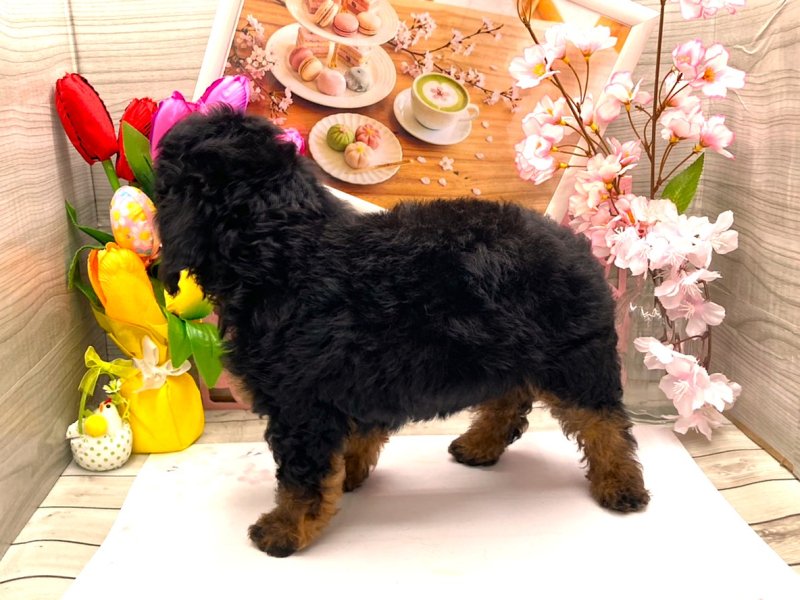 京都府のチワプー/プーチー(チワワ×プードル) (ワンラブカインズ木津川店(FC)/2026年1月22日生まれ/男の子/ブラックタンホワイト)の子犬の3枚目の画像