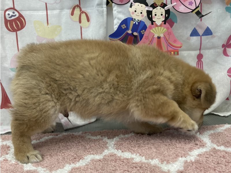 福岡県のハーフ犬・ミックス犬 (ワンラブペットワイド若松店(FC)/2026年1月12日生まれ/男の子/赤)の子犬の3枚目の画像