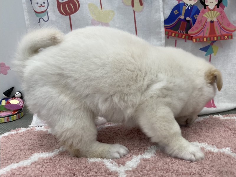 福岡県のハーフ犬・ミックス犬 (ワンラブペットワイド若松店(FC)/2026年1月12日生まれ/男の子/ホワイト)の子犬の3枚目の画像
