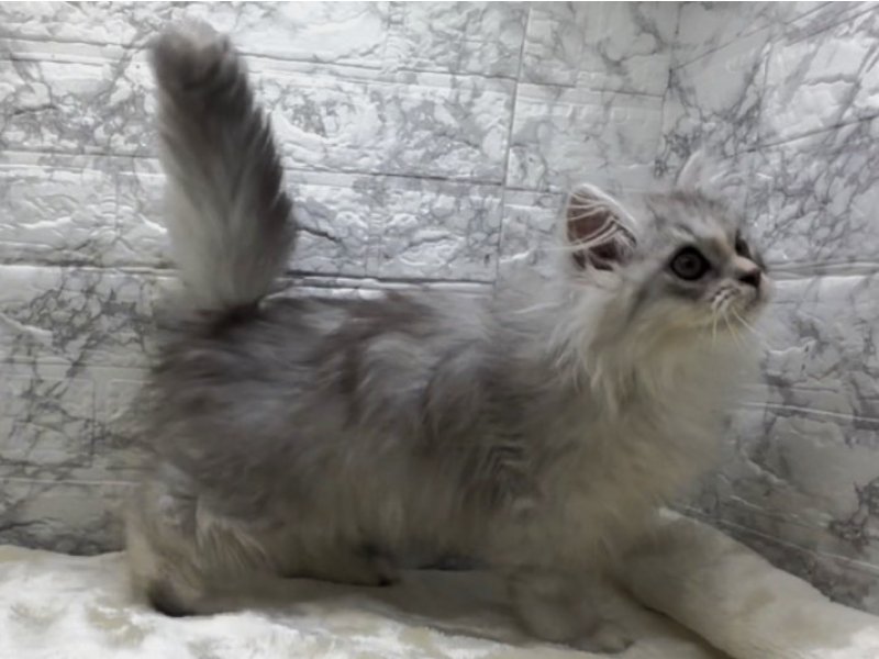 宮崎県のペルシャ (ワンラブホームワイドプラス都城店(FC)/2025年11月30日生まれ/女の子/チンチラシルバー)の子猫の3枚目の画像