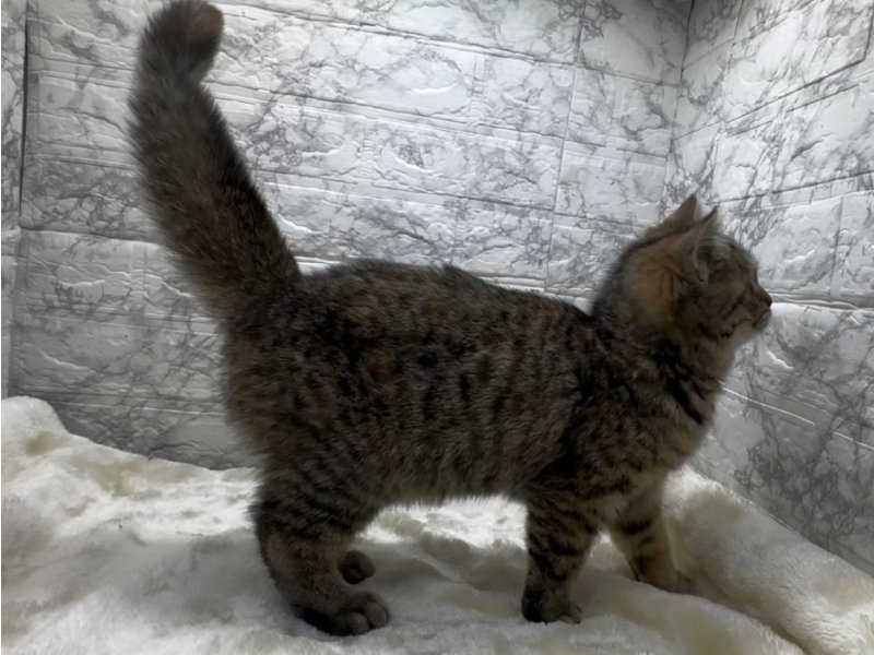 宮崎県のﾌﾞﾘﾍﾟﾙｼｬ【ﾌﾞﾘﾃｨｯｼｭ×ﾍﾟﾙｼｬ】 (ワンラブホームワイドプラス都城店(FC)/2025年11月30日生まれ/女の子/ブラウンタビー)の子猫の3枚目の画像