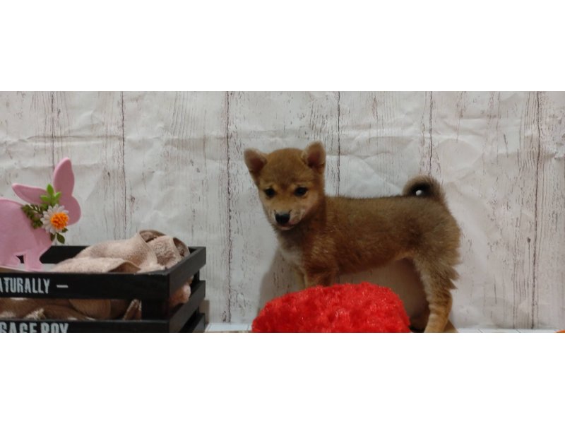 埼玉県の豆柴 (ワンラブカインズ羽生店(FC)/2022年1月20日生まれ/女の子/赤)の子犬の3枚目の画像