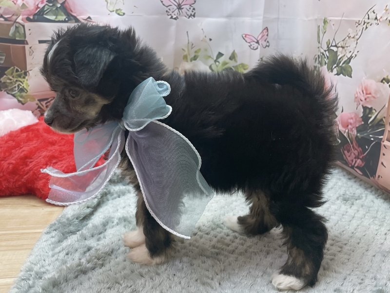 岐阜県のチャイニーズクレステッドドッグ (ワンラブホームセンターバロー北方店(FC)/2026年2月4日生まれ/男の子/ブラックホワイト)の子犬の3枚目の画像