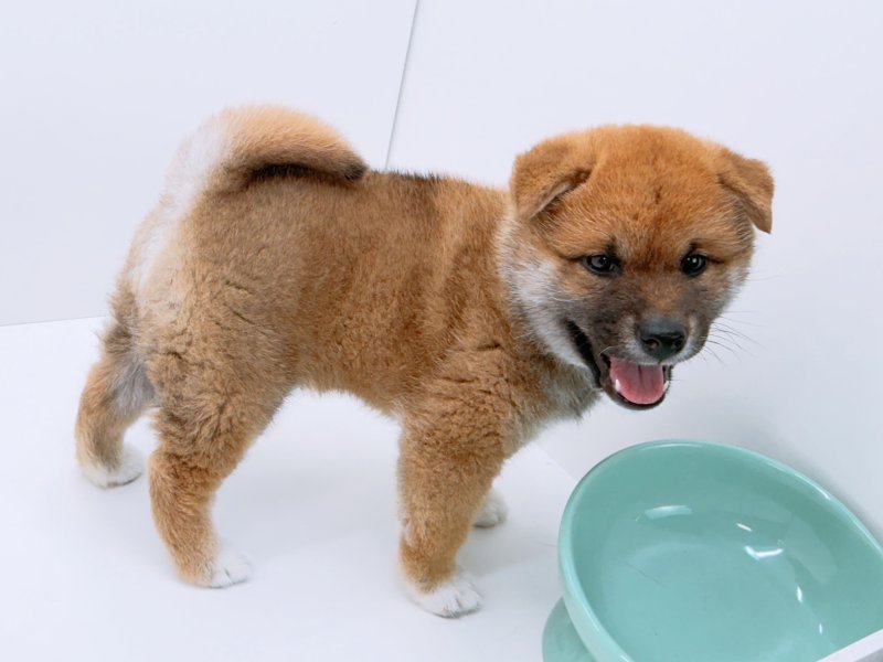 愛知県の柴犬(標準サイズ) (ワンラブペッツビレッジ アピタ木曽川店(FC)/2026年2月6日生まれ/女の子/赤)の子犬の3枚目の画像