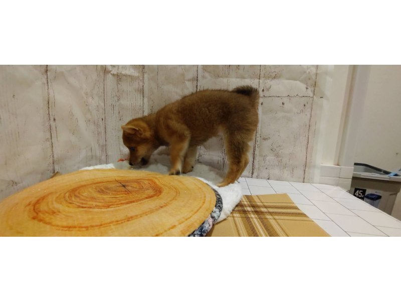 埼玉県の豆柴 (ワンラブカインズ羽生店(FC)/2026年1月20日生まれ/女の子/赤)の子犬の3枚目の画像