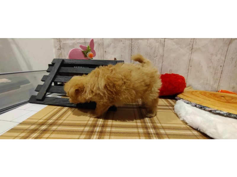 埼玉県のチワプー/プーチー(チワワ×プードル) (ワンラブカインズ羽生店(FC)/2026年1月26日生まれ/男の子/アプリコット)の子犬の3枚目の画像