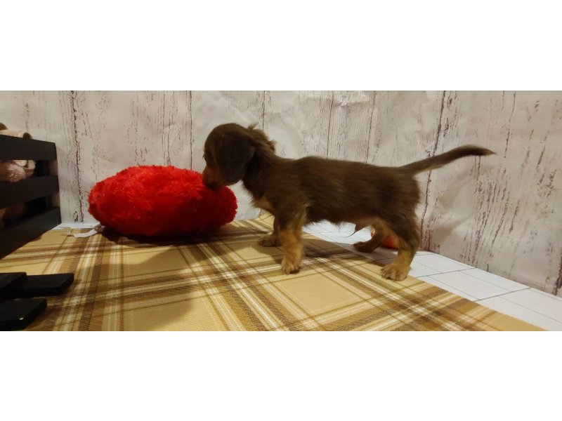 埼玉県のミニチュアダックスフンド(ロング) (ワンラブカインズ羽生店(FC)/2026年1月26日生まれ/男の子/チョコレートタン)の子犬の3枚目の画像