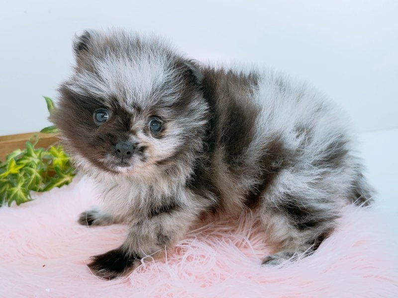愛知県のポメラニアン (ワンラブカインズ小牧店(FC)/2026年2月7日生まれ/男の子/ブルーマール)の子犬の3枚目の画像