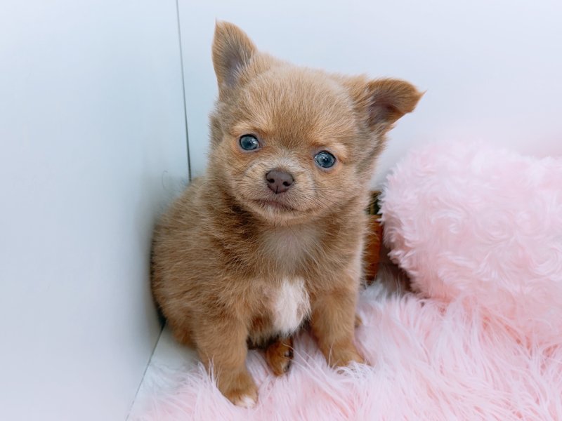 愛知県のチワワ(ロング) (ワンラブカインズ小牧店(FC)/2026年2月7日生まれ/女の子/イザベラホワイト)の子犬の3枚目の画像