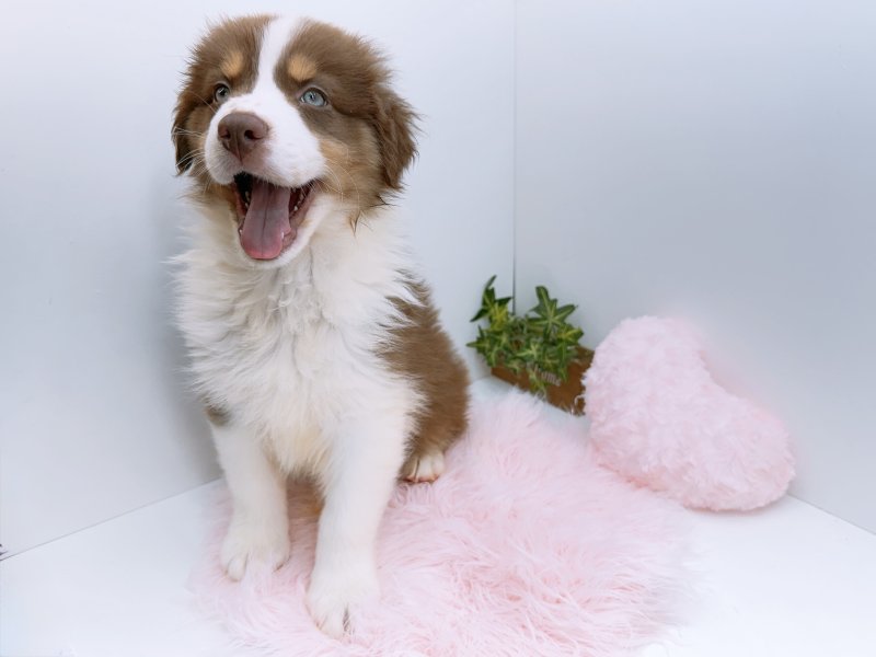 愛知県のオーストラリアンシェパード (ワンラブペッツビレッジ アピタ木曽川店(FC)/2026年2月3日生まれ/男の子/レッドホワイト)の子犬の3枚目の画像