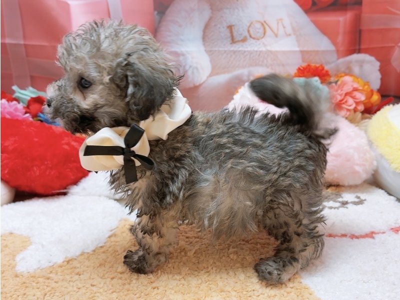 愛知県のトイプードル(トイ) (ワンラブカインズ豊田四郷店(FC)/2026年2月6日生まれ/男の子/ブリンドル)の子犬の3枚目の画像