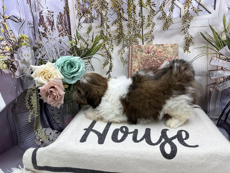 群馬県のシーズー (ワンラブカインズ前橋小島田店(FC)/2026年2月7日生まれ/女の子/ゴールドホワイト)の子犬の3枚目の画像