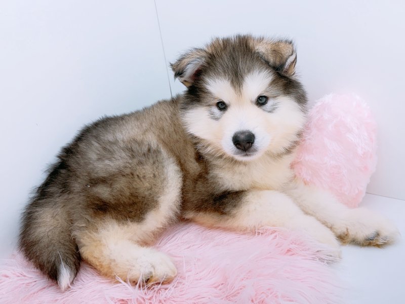 愛知県のアラスカンマラミュート (ワンラブカインズ小牧店(FC)/2026年2月13日生まれ/男の子/グレーホワイト)の子犬の3枚目の画像