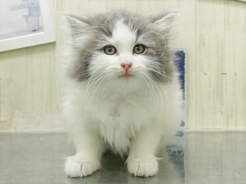 滋賀県のノルウェージャンフォレストキャット (ワンラブピエリ守山店/2026年2月15日生まれ/女の子/ブルーマッカレルタビーホワイト)の子猫の3枚目の画像