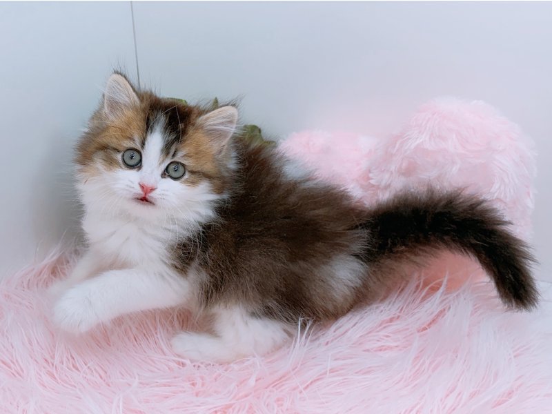 愛知県のミヌエット (ワンラブカインズ小牧店(FC)/2026年2月14日生まれ/男の子/ブラウンタビーホワイト)の子猫の3枚目の画像