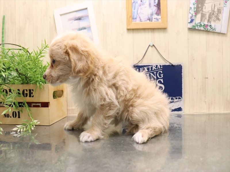 愛知県のマルプー(マルチーズ×プードル) (ワンラブ名古屋守山インター総本店/2026年2月15日生まれ/女の子/クリーム)の子犬の3枚目の画像