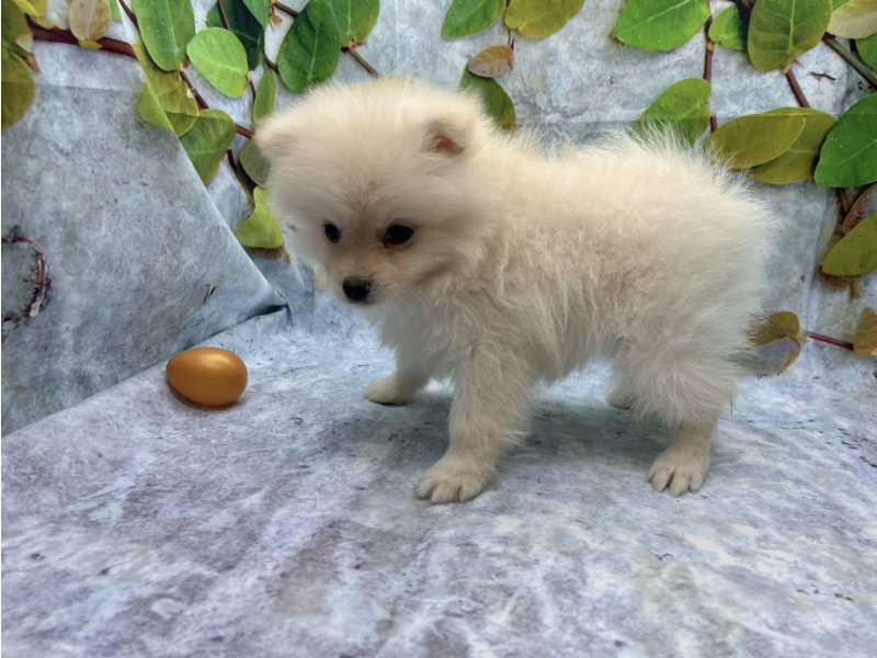 埼玉県のポメラニアン (ワンラブカインズ北本店(FC)/2026年2月13日生まれ/男の子/クリーム)の子犬の3枚目の画像