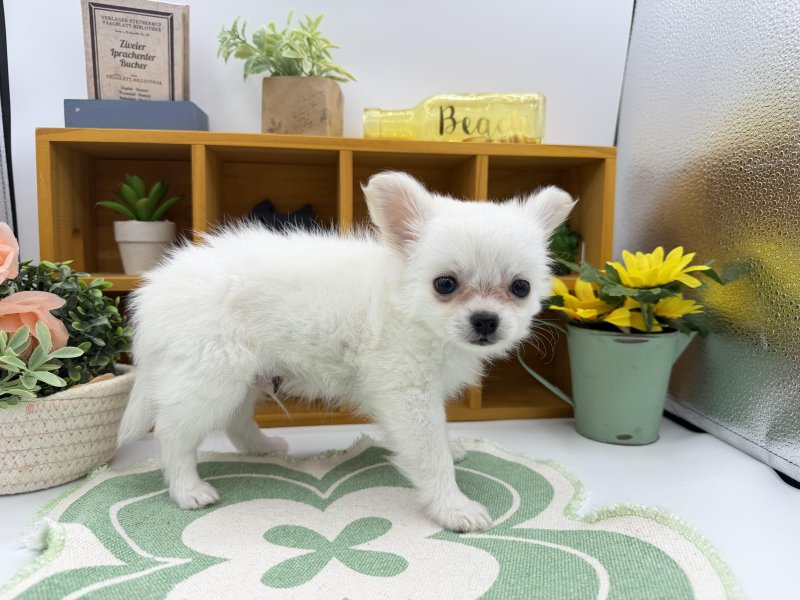 静岡県のポメチワ/チワポメ/ポメチー(ポメラニアン×チワワ) (ワンラブカインズ清水店(FC)/2026年2月5日生まれ/男の子/ホワイトクリーム)の子犬の3枚目の画像