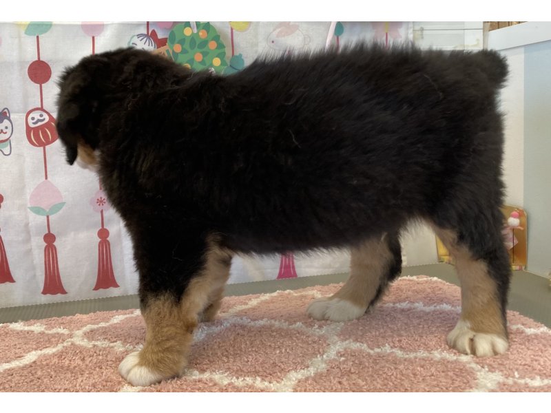 福岡県のバーニーズマウンテンドッグ (ワンラブペットワイド若松店(FC)/2026年2月16日生まれ/男の子/ブラックラストホワイト)の子犬の3枚目の画像