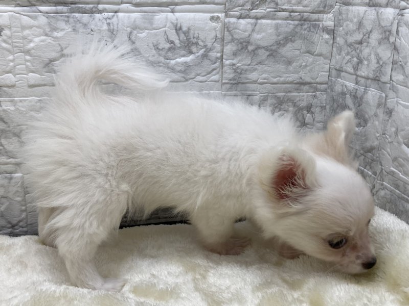 宮崎県のハーフ犬・ミックス犬 (ワンラブホームワイドプラス都城店(FC)/2026年1月30日生まれ/女の子/ホワイト)の子犬の3枚目の画像