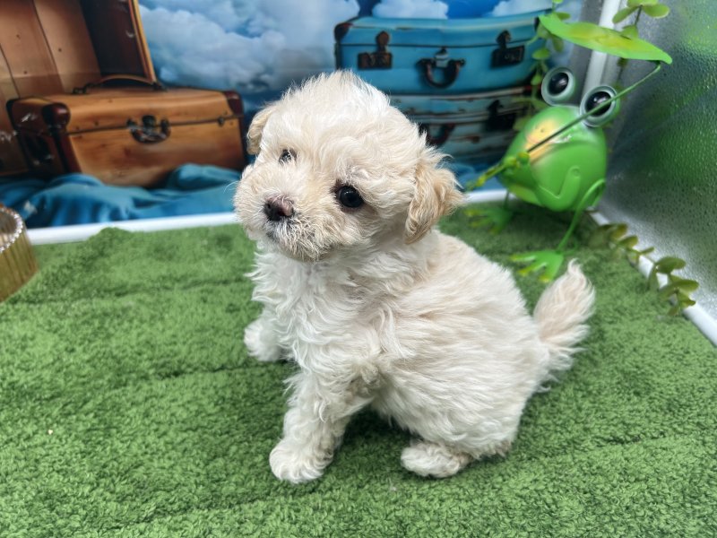 福岡県のハーフ犬・ミックス犬 (ワンラブﾎｰﾑﾜｲﾄﾞ ﾍﾟｯﾄ＆ｸﾞﾘｰﾝ和白店(FC)/2026年2月6日生まれ/女の子/ホワイト)の子犬の3枚目の画像