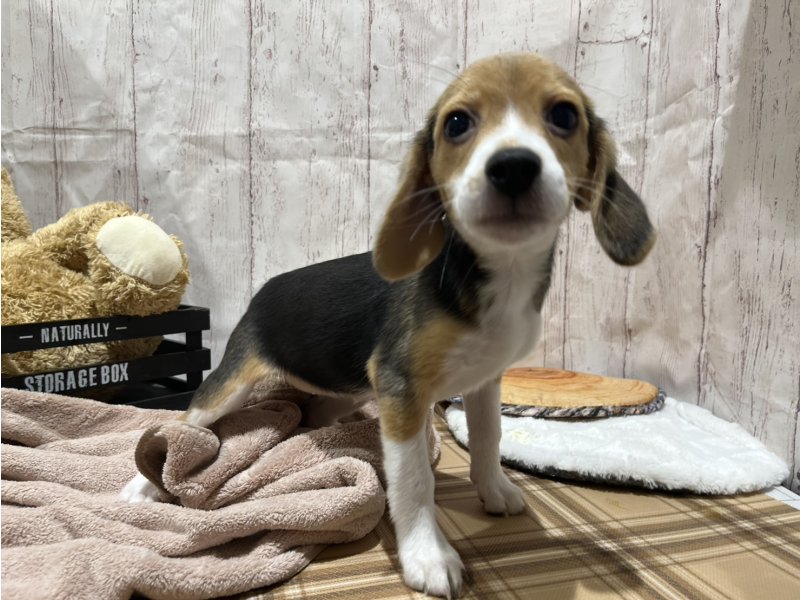 埼玉県のビーグル (ワンラブカインズ羽生店(FC)/2026年1月21日生まれ/女の子/ハウンドカラー)の子犬の3枚目の画像