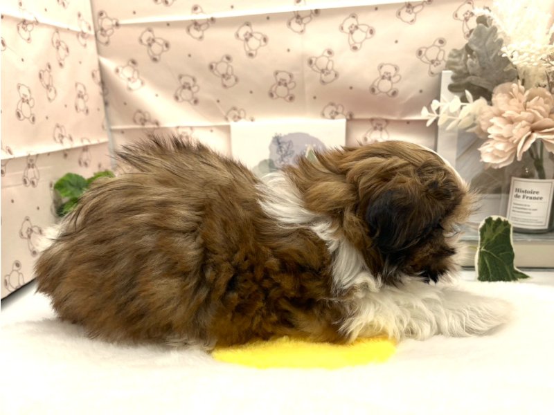 静岡県のシーズー (ワンラブカインズ掛川店(FC)/2026年2月4日生まれ/男の子/ホワイトゴールド)の子犬の3枚目の画像