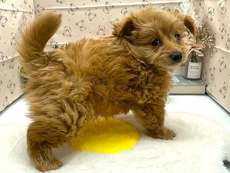 静岡県のポメプー(ポメラニアン×プードル) (ワンラブカインズ掛川店(FC)/2026年2月9日生まれ/男の子/アプリコット)の子犬の3枚目の画像