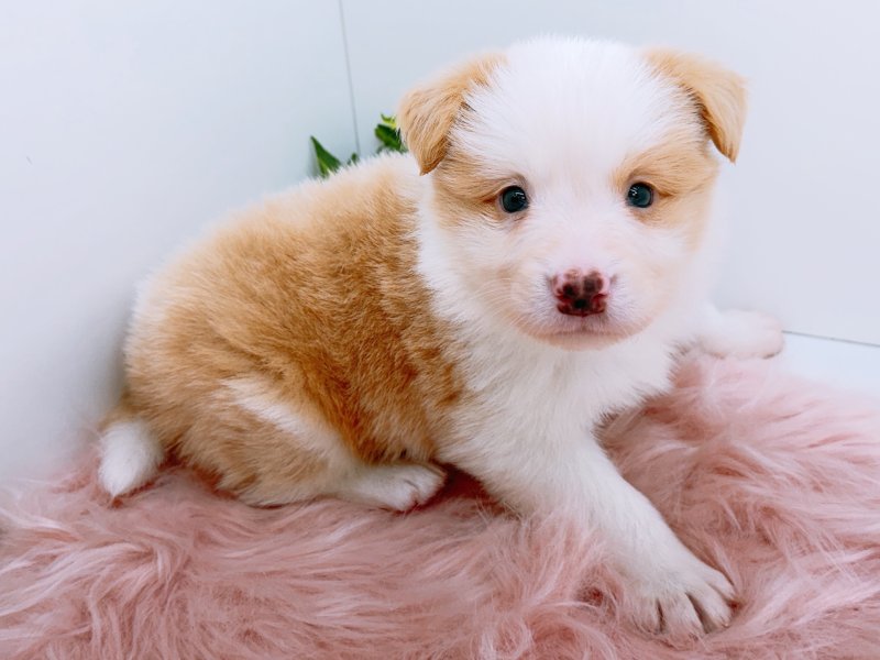 愛知県のボーダーコリー (ワンラブカインズ小牧店(FC)/2026年2月21日生まれ/男の子/レッドホワイト)の子犬の3枚目の画像