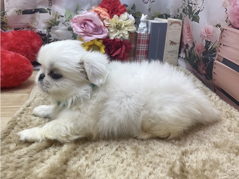 滋賀県のペキニーズ (ワンラブコ メ リパワー ペットアミ水口店(FC)/2026年2月27日生まれ/男の子/ホワイト)の子犬の3枚目の画像