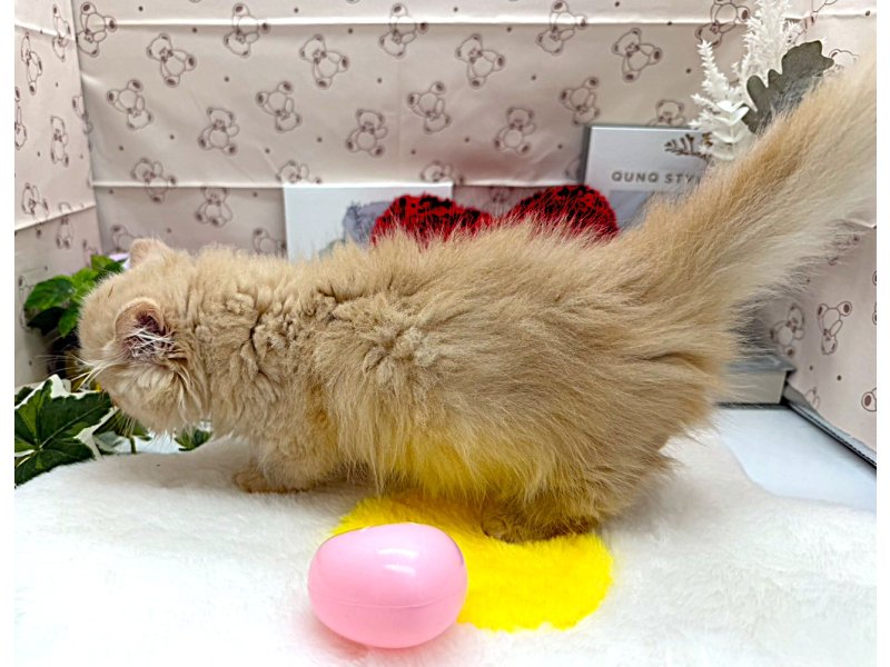 静岡県のミヌエット (ワンラブカインズ掛川店(FC)/2026年2月11日生まれ/男の子/クリームタビーホワイト)の子猫の3枚目の画像