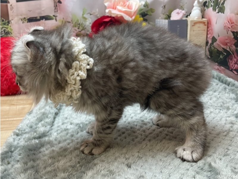 岐阜県のアメリカンカール (ワンラブホームセンターバロー北方店(FC)/2026年2月26日生まれ/女の子/ブルーシルバータビー)の子猫の3枚目の画像