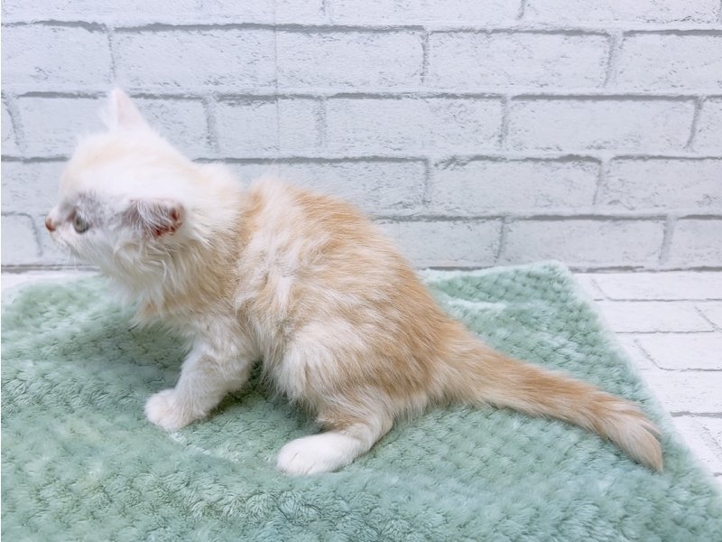 愛知県のミヌエット (ワンラブカインズ豊田四郷店(FC)/2026年2月23日生まれ/男の子/クリームタビーホワイト)の子猫の3枚目の画像