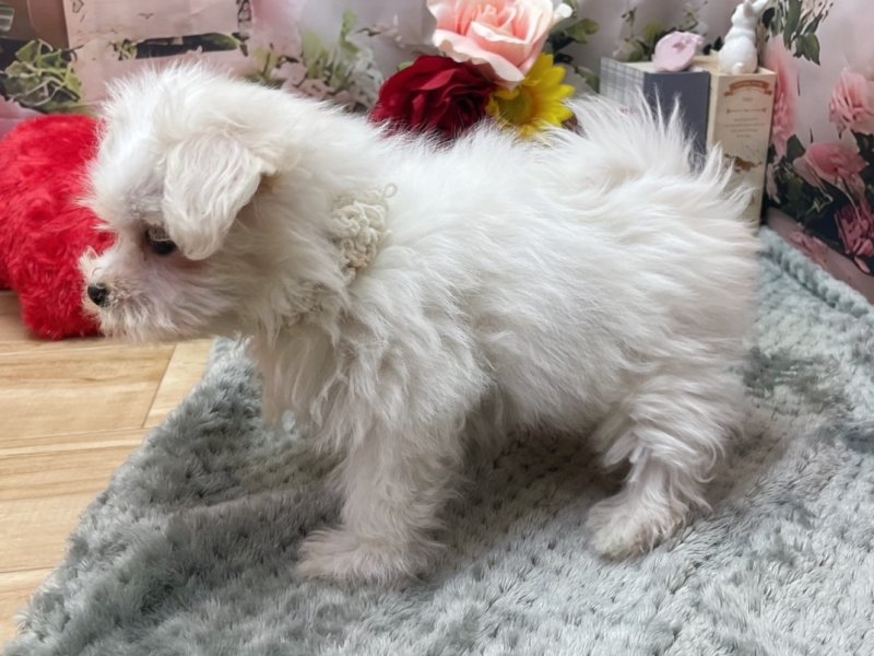 岐阜県のマルチーズ (ワンラブホームセンターバロー北方店(FC)/2026年2月28日生まれ/男の子/ホワイト)の子犬の3枚目の画像