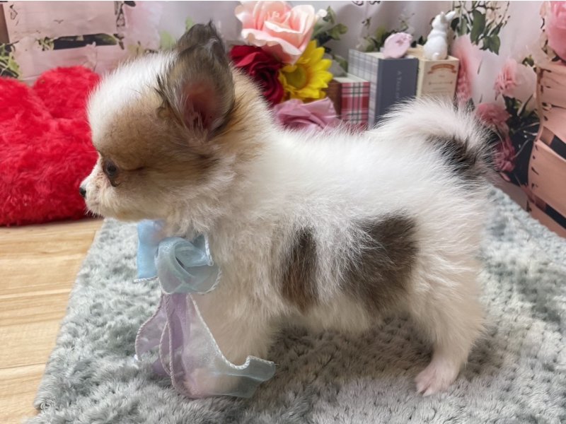 岐阜県のポメヨン/パピポメ/ポメパピ(ポメラニアン×パピヨン) (ワンラブホームセンターバロー北方店(FC)/2026年2月24日生まれ/男の子/ホワイトブラウン)の子犬の3枚目の画像